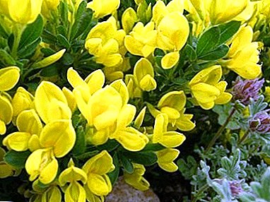 Features of growing and caring for the broom