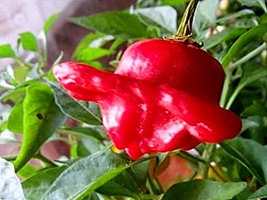 Funktioner av odling av röda paprika