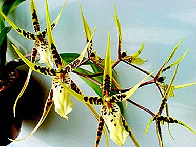 Brassia-orkidea kasvaa kotona. Miten tarjota kunnollista hoitoa amerikkalaisilta tropiikoilta?