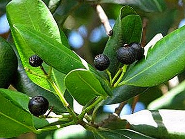 Features of growing universal seasoning - allspice (Jamaican) pepper