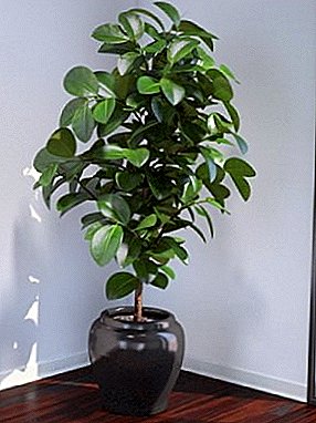 Från rum "Bonsai" till den tropiska jätten: Ficus "Bengal"