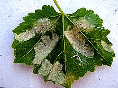 Why does mildew appear on grapes and how to deal with this disease?