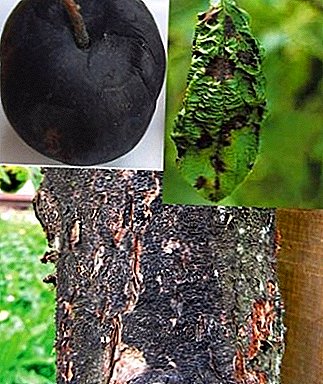 Por que o líquen aparece em macieiras e outras doenças da casca? Tratamento, prevenção e foto