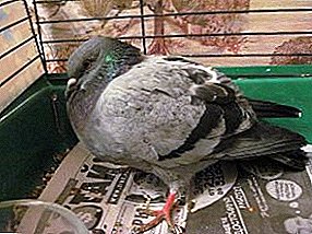 ¿Por qué ocurre la candidiasis en las aves y es posible curar esta enfermedad?