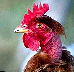 Qu'est-ce qui cause le blocage du goitre chez le poulet et comment le traiter?