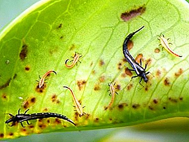 Where do thrips come from on an orchid and how to fight them?