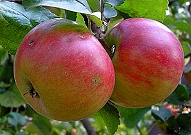 Características distintivas, métodos de cuidado e historia de la variedad de manzanos Cliff