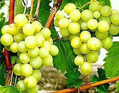Excelente gazebo e colheita saborosa - uvas Galben Nou