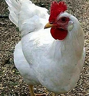 Great breed of chickens with a calm character - Shaver