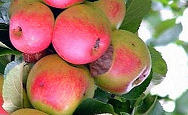 उत्कृष्ट सजावटी गुणवत्ता सेब की विविधता Volzhanka को दर्शाता है