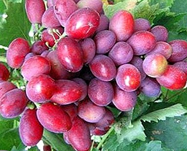 Doskonała odmiana handlowa - winogrona Dunav