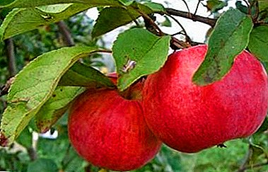 Suurepärane valik Moskva regioonile - õuna sort Dessert Petrova