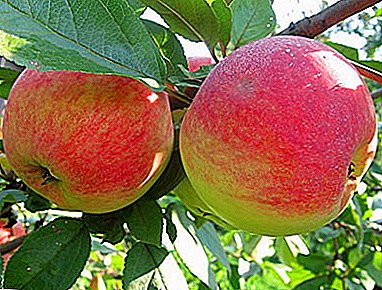 Grote variëteit voor het maken van jam en jam - Medunitsa appelboom