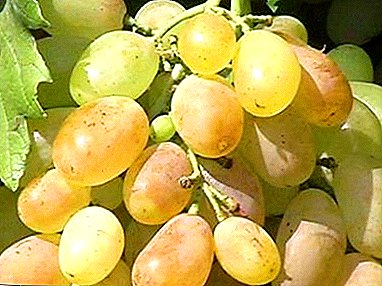 Відмінний урожай без особливих зусиль - виноград Валентина