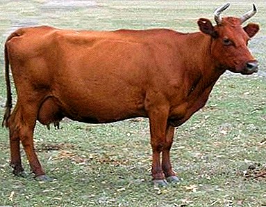 Výborné rozhodnutí pro farmu - červené stepní plemeno krav