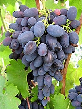 Eccellente uva Hope Azos: descrizione della varietà, delle sue caratteristiche e delle foto