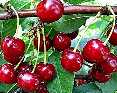 Excellent taste and a high level of yield will provide cherry varieties Minx