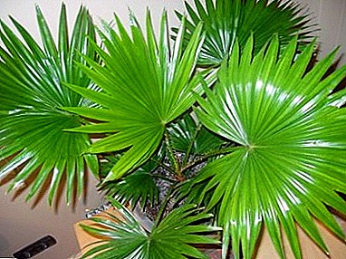 Liviston של פאלם - צמח טרופי עם עלים גדולים ויפים