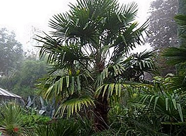 Palma Trachycarpus: de geheimen van succesvolle cultivatie
