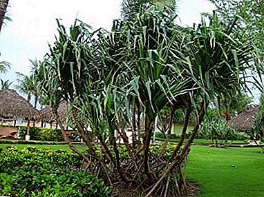Pandanus (palma de parafuso) - características de cuidado e cultivo em casa