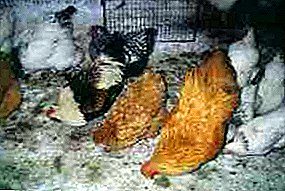 Hypothermia หรือ hypothermia ของนก: สัญญาณการวินิจฉัยและการรักษา