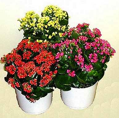 Transplant Kalanchoe. Reproduction and care at home