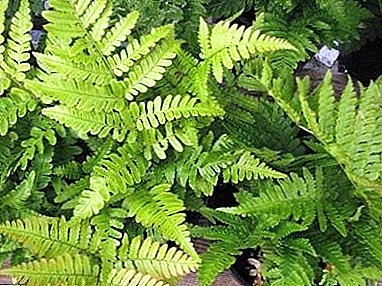 Lush handsome man - fern Thistle male: photos, types, care at home