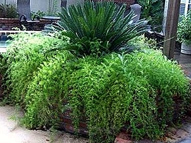 Weelderige plant Asperge Cirrus: zorg voor hem thuis, foto
