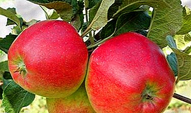 Buah-buahan dengan rasa yang tinggi dan nilai biologi memberikan jenis apel Quinti