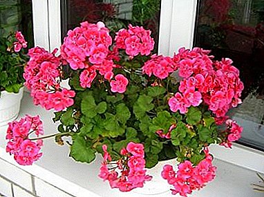 Ivy ampelous geranium: planting and care at home, flowering and possible problems