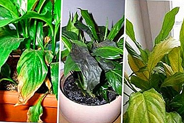 What are some of the reasons why a spathiphyllum could die and how to save the plant?
