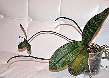 What are some of the reasons why orchids may lack roots and how to grow them?