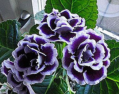 Why do Gloxinia buds rot? Learn all about diseases and pests