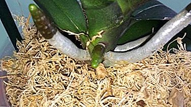 Why do orchid roots grow up and is it worth worrying about it?