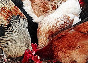Why do chickens refuse to eat and do I need to treat fasting?