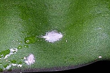 Чому на орхідеї з'являється білий наліт? Опис захворювання і рекомендації, як лікувати рослина