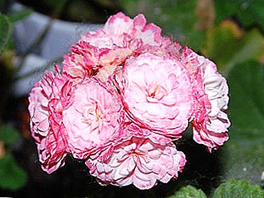 Warum wird Denise Pelargonium als die beste der Rozbudnyh-Pflanzensorten angesehen und wie kann man diese Blume pflegen?