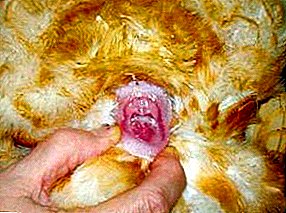Why does oviduct prolapse in chickens and how is the treatment carried out?