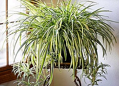 Why do the tips of leaves dry in chlorophytum? What if the leaves turn yellow, blacken and dry?