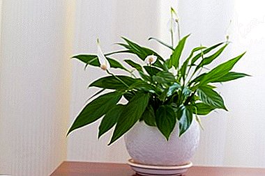 Why spathiphyllum can lower the leaves, how to solve the problem and what to do so that it does not return?