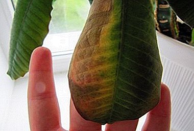 Warum werden Blätter gelb und fallen in einem Raum Euphorbia ab: Krankheiten und Schädlinge, Behandlungsmethoden