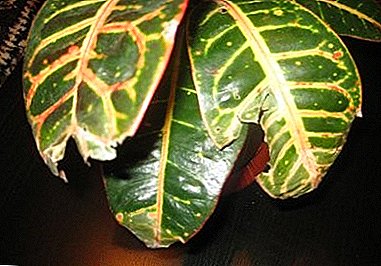 Varför kroton (codiaum) torra och falla löv? Symtom på sjukdomar, skadedjur