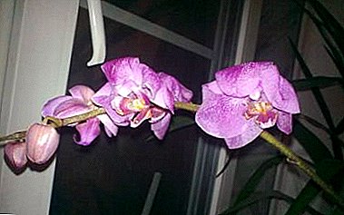 Why does the Phalaenopsis orchid wither into leaves, flowers and buds, and what needs to be done to save the plant?