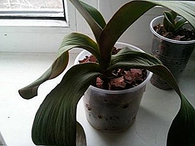 Why do orchids have sluggish leaves and what to do to save the plant?