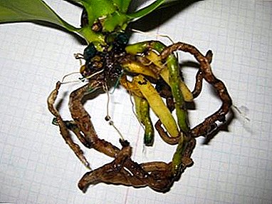 Hvorfor har orkideer rottede rødder, og hvordan kan en plante genoplives, hvis den dør?