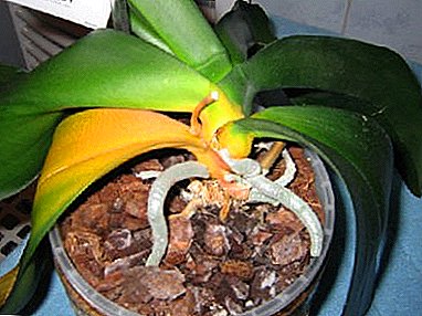 Por que as orquídeas em casa viram folhas amarelas: as causas e as plantas de resgate