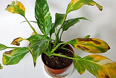 Why does a spathiphyllum dry leaves and their tips? What kind of care does a plant need at home?