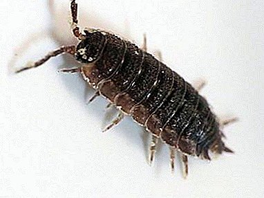 Why in the bathroom or toilet are lice and how to get rid of them? Prevention Tips
