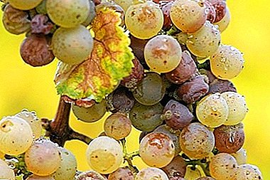 Perché l'uva soffre di antracnosi e come trattarla?