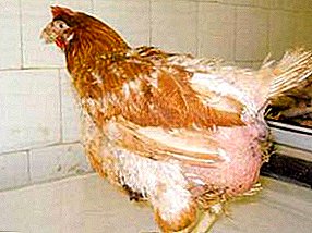 ทำไมไข่แดง perhetonis เกิดขึ้นในนกและวิธีการต่อสู้กับการอักเสบ?